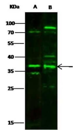 MBD3 Antibody, Novus Biologicals:Antibodies:Primary Antibodies