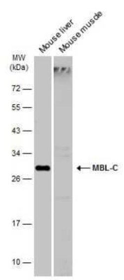 MBL-2 Antibody, Novus Biologicals 100 &mu;g | Buy Online | Novus Biologicals | Fisher Scientific