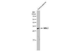 MBL-2 Antibody, Novus Biologicals 100 &mu;g | Buy Online | Novus Biologicals | Fisher Scientific