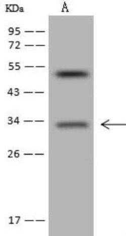 MBLAC2 Antibody, Novus Biologicals 100 &mu;g; Unconjugated:Antibodies