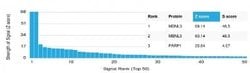 MBNL3 Mouse anti-Human, Clone: PCRP-MBNL3-1D11, Novus Biologicals:Antibodies:Primary