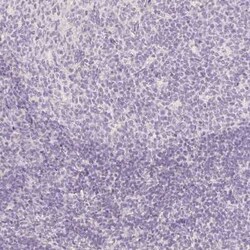 MBOAT7 Antibody, Novus Biologicals:Antibodies:Primary Antibodies
