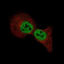 MBP Antibody (CL2827), Novus Biologicals:Antibodies:Primary Antibodies