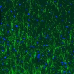 MBP Antibody (CL2827), Novus Biologicals:Antibodies:Primary Antibodies