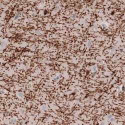 MBP Antibody (CL2827), Novus Biologicals:Antibodies:Primary Antibodies