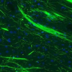 MBP Antibody (CL2827), Novus Biologicals:Antibodies:Primary Antibodies