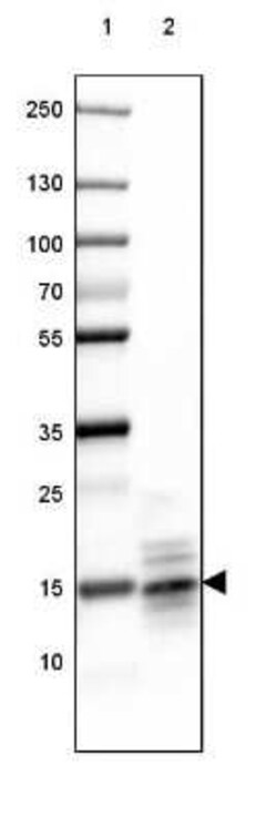 MBP Antibody (CL2827), Novus Biologicals:Antibodies:Primary Antibodies