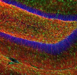 MBP Antibody, Novus Biologicals™