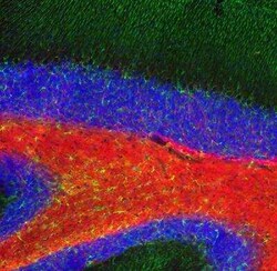 MBP Antibody, Novus Biologicals:Antibodies:Primary Antibodies