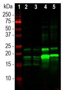 MBP Antibody, Novus Biologicals:Antibodies:Primary Antibodies