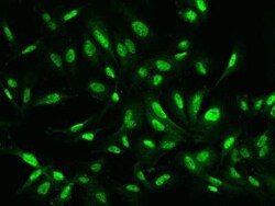MCAF1 Antibody, Novus Biologicals 50 &mu;g, Unconjugated:Antibodies, Polyclonal