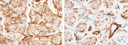 MCAM/CD146 Rabbit anti-Human, Clone: 12, Novus Biologicals 100 &mu;g; Unconjugated:Antibodies,