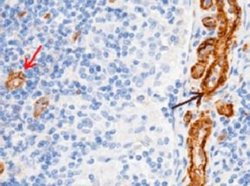 MCAM/CD146 Rabbit anti-Human, Clone: 12, Novus Biologicals 100 &mu;g; Unconjugated:Antibodies,