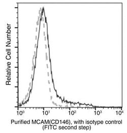 MCAM/CD146 Rabbit anti-Mouse, Clone: 241, Novus Biologicals:Antibodies:Primary
