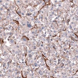 MCAM/CD146 Antibody (CL12855), Novus Biologicals 100 &mu;g; Unconjugated:Anticorps,