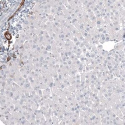 MCAM/CD146 Antibody (CL12855), Novus Biologicals 100 &mu;g; Unconjugated:Anticorps,