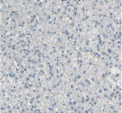 MCAM/CD146 Antibody, Novus Biologicals 0.1 mL; Unconjugated:Antibodies,