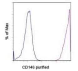 MCAM/CD146 Antibody (P1H12) - BSA Free, Novus Biologicals:Antibodies:Primary