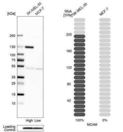 MCAM/CD146 Antibody, Novus Biologicals 0.1 mL; Unconjugated:Antibodies,
