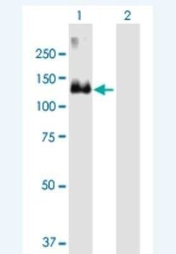 MCF2 Antibody, Novus Biologicals 50 &mu;g; Unconjugated:Antibodies, Polyclonal