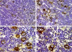 Mcl-1 Antibody, Novus Biologicals:Antibodies:Primary Antibodies
