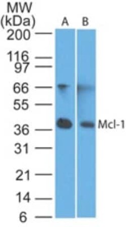 Mcl-1 Antibody, Novus Biologicals:Antibodies:Primary Antibodies