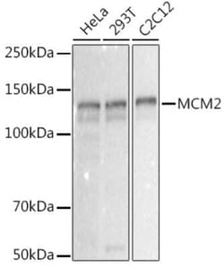 MCM2 Rabbit anti-Human, Mouse, Rat, Clone: 0Q10S9, Novus Biologicals 100