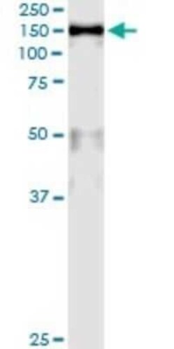 MCM2 Antibody (6A8), Novus Biologicals 0.1 mg | Buy Online | Novus Biologicals | Fisher Scientific