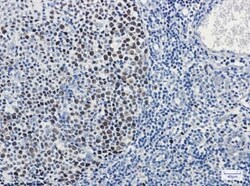 MCM3 Antibody (S04-6B9), Novus Biologicals 50 &mu;g | Buy Online | Novus Biologicals | Fisher Scientific