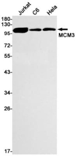 MCM3 Antibody (S04-6B9), Novus Biologicals 50 &mu;g | Buy Online | Novus Biologicals | Fisher Scientific
