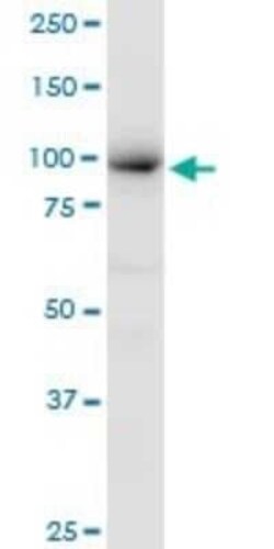 MCM4 Antibody, Novus Biologicals 50 &mu;g | Buy Online | Novus Biologicals | Fisher Scientific