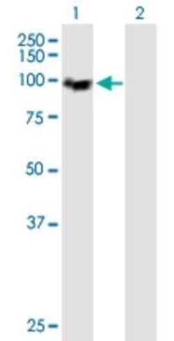 MCM4 Antibody, Novus Biologicals 50 &mu;g | Buy Online | Novus Biologicals | Fisher Scientific