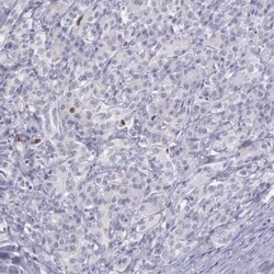 MCM5 Antibody, Novus Biologicals 25 &mu;L | Buy Online | Novus Biologicals | Fisher Scientific