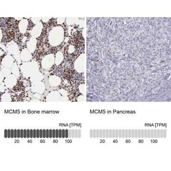 MCM5 Antibody, Novus Biologicals 25 &mu;L | Buy Online | Novus Biologicals | Fisher Scientific