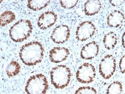 MCM6 Antibody (MCM6/2999) - Azide and BSA Free, Novus Biologicals 100 ug;