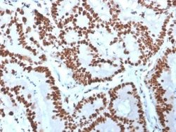MCM6 Antibody (MCM6/3000) - Azide and BSA Free, Novus Biologicals 100 ug;