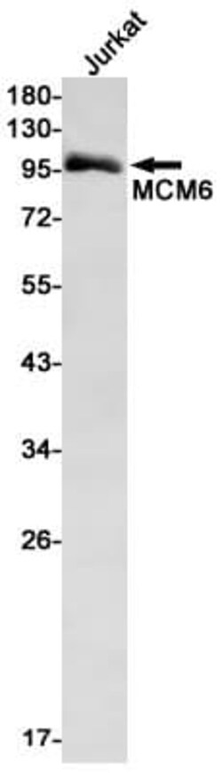 MCM6 Antibody (S02-2I2), Novus Biologicals:Antibodies:Primary Antibodies