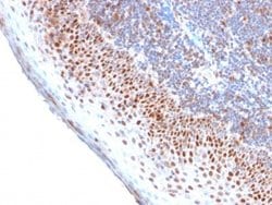 MCM7 Antibody (MCM7/2756R) - Azide and BSA Free, Novus Biologicals 100