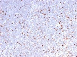 MCM7 Antibody (MCM7/2832R) - Azide and BSA Free, Novus Biologicals 100