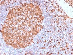 MCM7 Antibody (MCM7/2832R) - Azide and BSA Free, Novus Biologicals 100