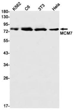 MCM7 Rabbit anti-Human, Clone: S07-7A4, Novus Biologicals:Antibodies:Primary