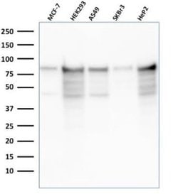 MCM7 Mouse anti-Human, Clone: rMCM7/1468, Novus Biologicals:Antibodies:Primary