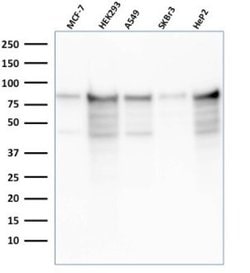 MCM7 Antibody (rMCM7/1468) - Azide and BSA Free, Novus Biologicals 100 &mu;g | Buy Online | Novus Biologicals | Fisher Scientific