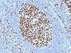MCM7 Antibody (SPM379), Novus Biologicals 20&mu;g; Unlabeled:Antibodies,