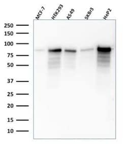 MCM7 Antibody (SPM379), Novus Biologicals 20&mu;g; Unlabeled:Antibodies,