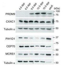 MCRS1 Antibody, Novus Biologicals 0.05 mg | Buy Online | Novus Biologicals | Fisher Scientific