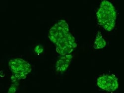 MCTP2 Antibody, Novus Biologicals 100 &mu;g, Unconjugated:Antibodies, Polyclonal