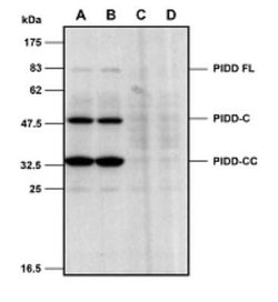 PIDD Antibody (Lise-1) - BSA Free, Novus Biologicals 100 &mu;g | Buy Online | Novus Biologicals | Fisher Scientific