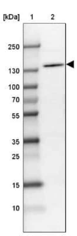 MDA5 Antibody, Novus Biologicals 25 &mu;L; Unconjugated:Antibodies, Polyclonal