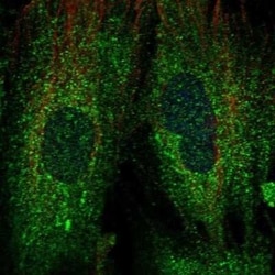 MDG1 Antibody, Novus Biologicals 25 &mu;L | Buy Online | Novus Biologicals | Fisher Scientific